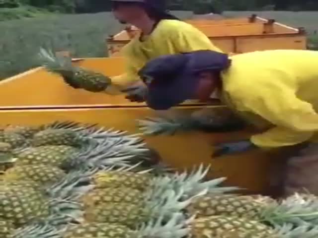 Оперативная упаковка ананасов в кузов автомобиля