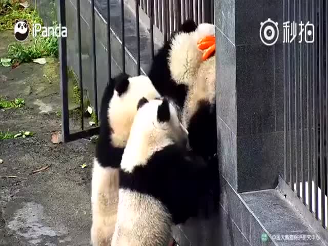 Милые детеныши панд пытаются сбежать из вольера