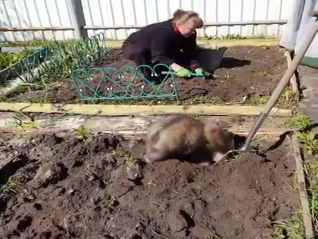 Медвежонок помогает вскапывать огород