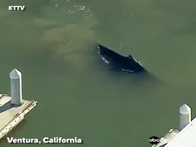 Горбатый кит сбился с пути и заплыл в гавань в штате Калифорния