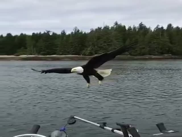 Белоголовый орлан украл рыбу у рыбака
