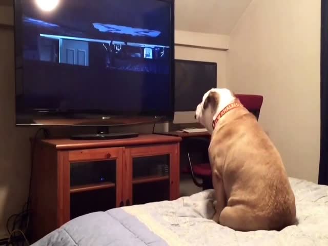 Пес смотрит фильм ужасов