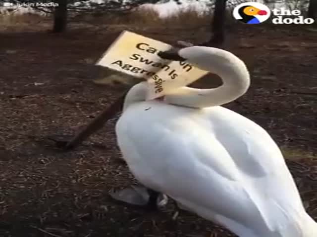 Лебедь напал на табличку, предупреждающую об агрессивных лебедях