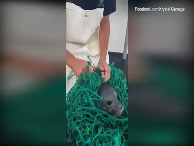 Спасение маленького тюленя, запутавшегося в рыболовных сетях