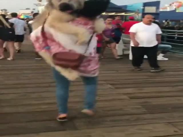 Большой пес любит, когда его носят на руках