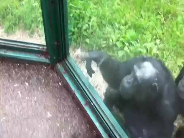 Шимпанзе простит пить и показывает, как передать ему воду