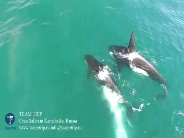 Стая касаток атакует кита на в водах близ Камчатки