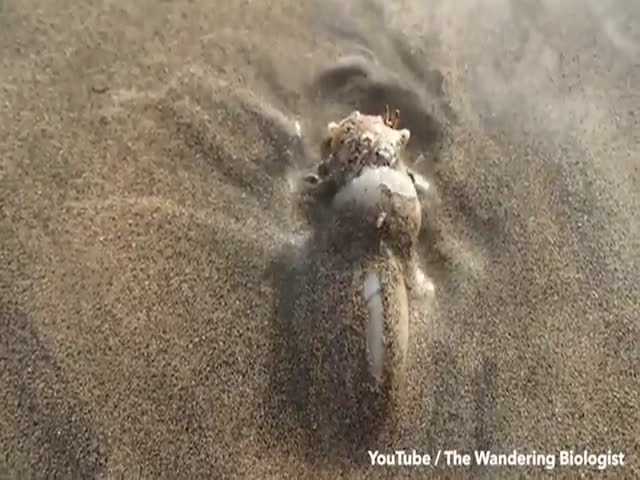Хищная улитка проглотила краба у побережья Центральной Америки