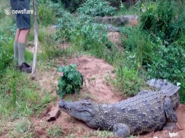 Мужчина решил потыкать палкой в крокодила, но что-то пошло не так