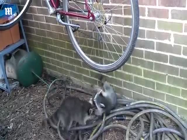 Позитивные еноты пытаются покататься на велосипедном колесе