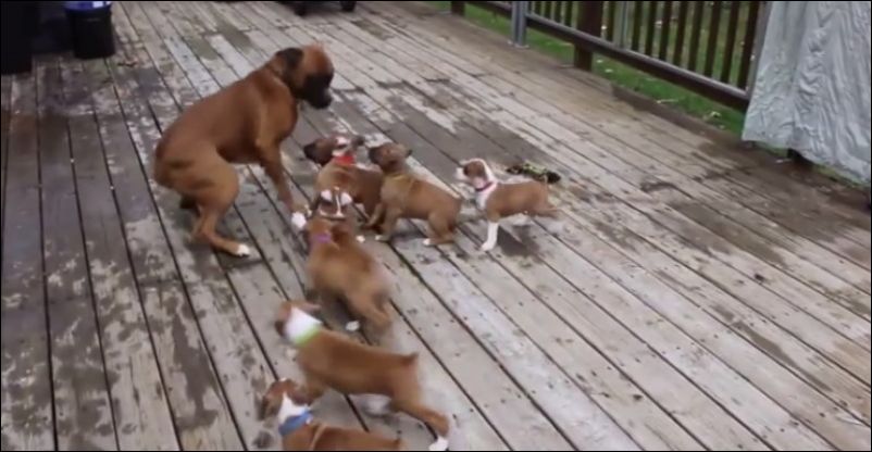 Восемь щенков пристают к папе