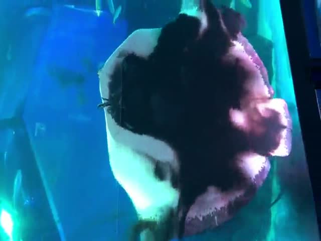 Скат напал на каракатицу в океанариуме