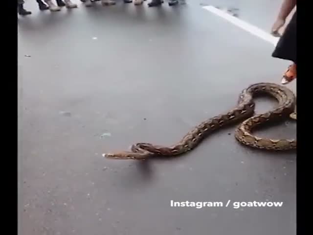 Паренек ловко обращается с крупной змеей