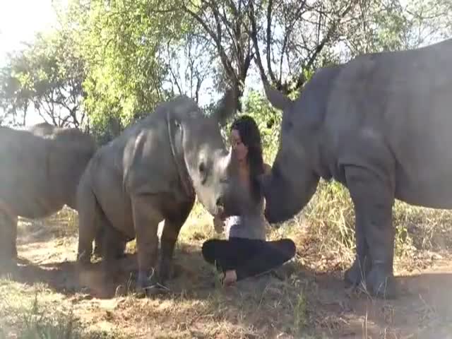 Детеныш носорога требует ласки