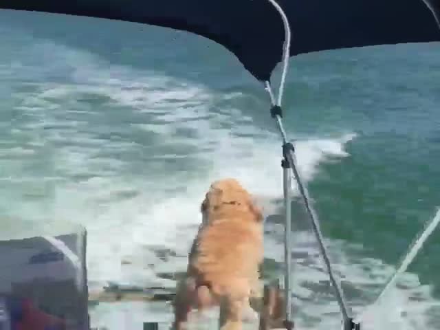 Пес лает на дельфина, плывущего возле катера