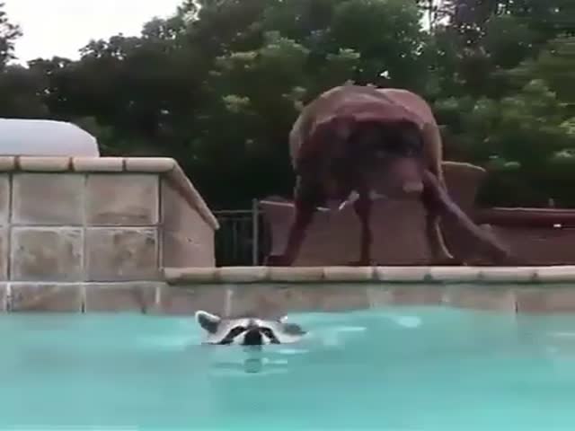 Енот и пес купаются в бассейне