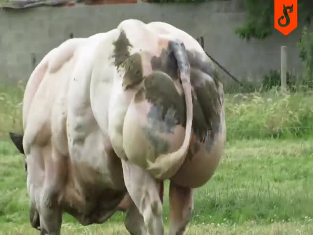Огромные быки мясной породы