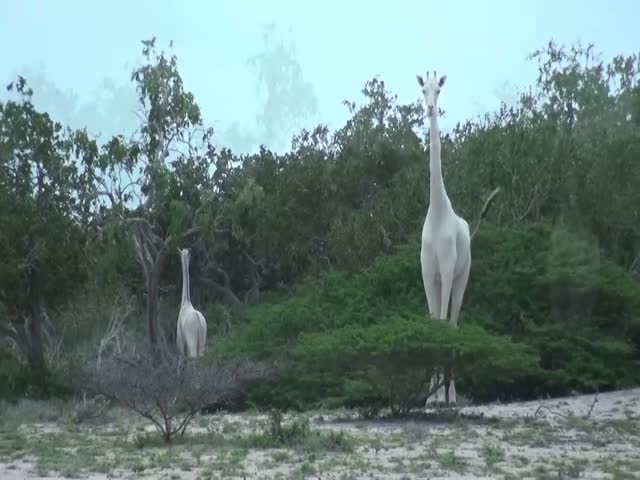 Жирафы-альбиносы