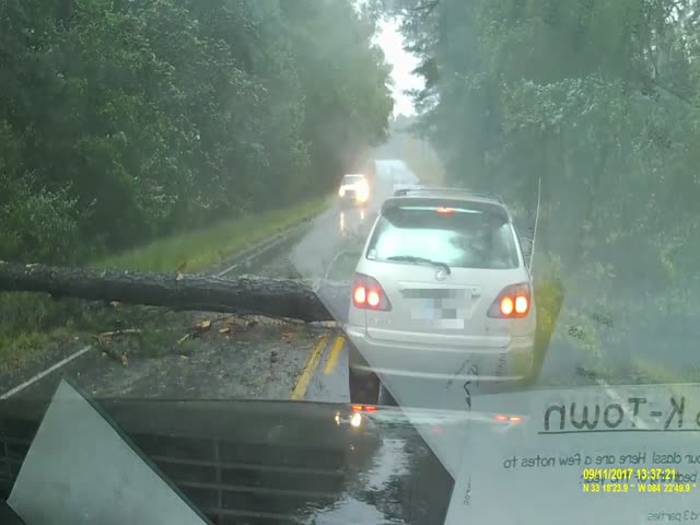 Падение дерева на дорогу во время урагана Ирма