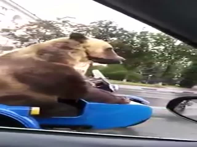 Медведь едет в коляске мотоцикла