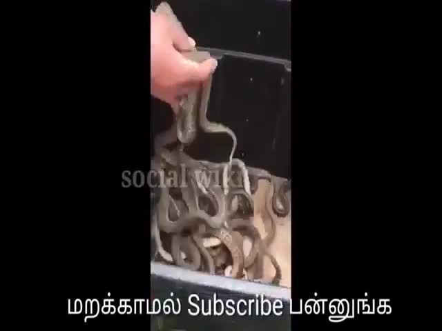 Мужчина достает змей из логова голыми руками