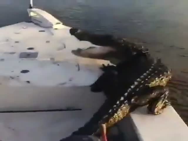 Крокодил залез на рыбацкую лодку, но был выдворен