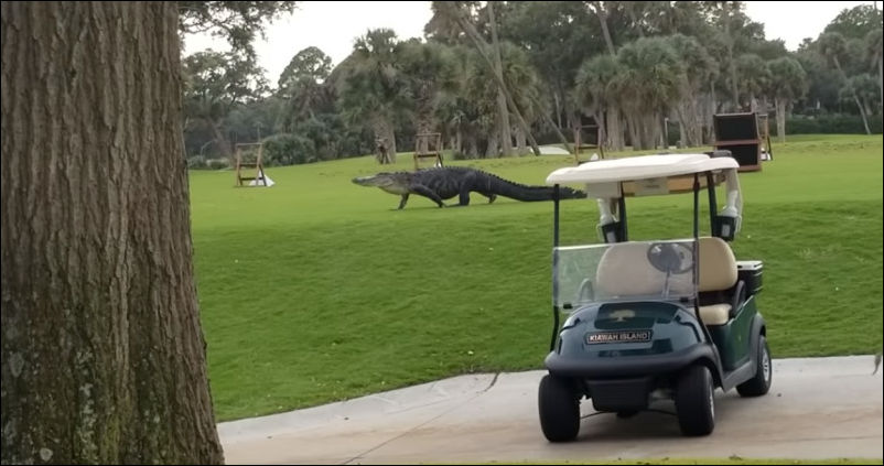 Крупный аллигатор решил ненадолго прервать игру в гольф