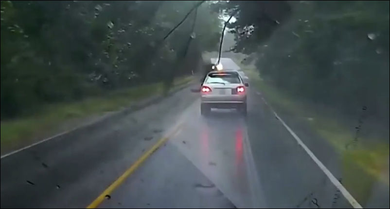 Падение дерева на дорогу во время непогоды