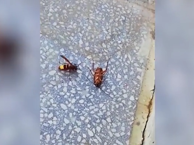 Во время битвы осы и таракана, что-то пошло не так