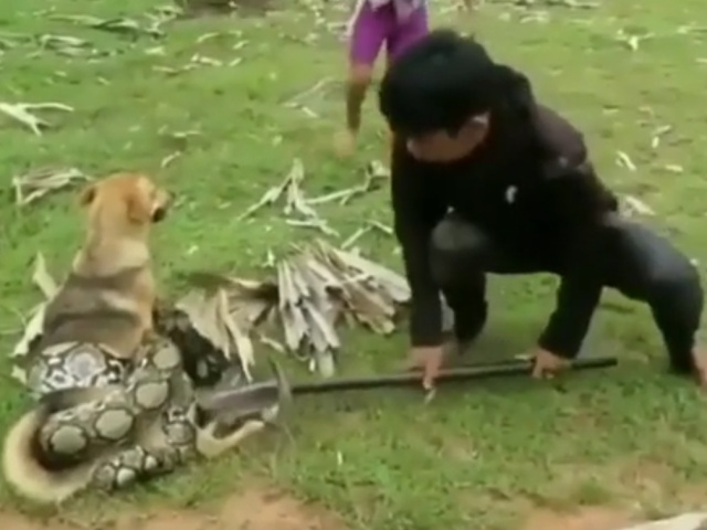 Парни спасли собаку, которую пыталась задушить и съесть змея