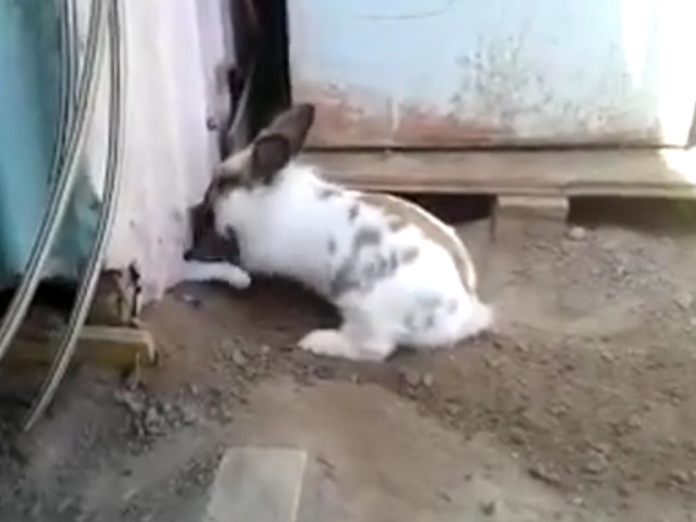 Кролик освобождает из заключения своего друга