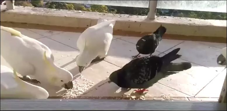 Попугай решил не делиться едой с конкурентом