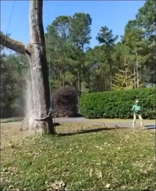 Отпиливание крупной ветки дерева с моментальной погрузкой