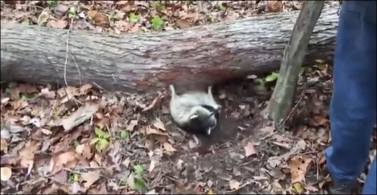 Толстый енот пытался пролезть под деревом, но застрял