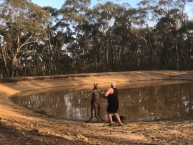 Неприятная встреча с кенгуру во время семейного отдыха возле водоема