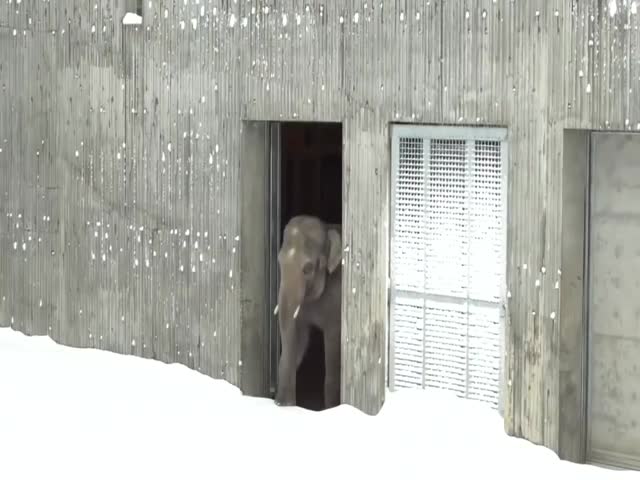Слон увидел снег впервые в жизни