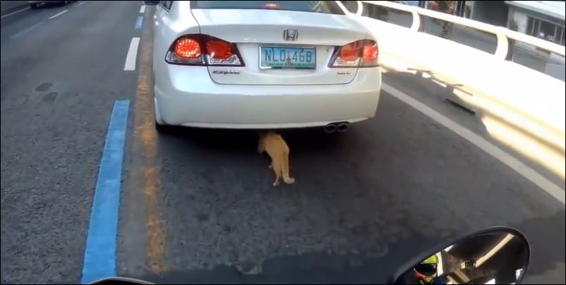 Кошка бежит за автомобилем, внутри которого находятся ее котята