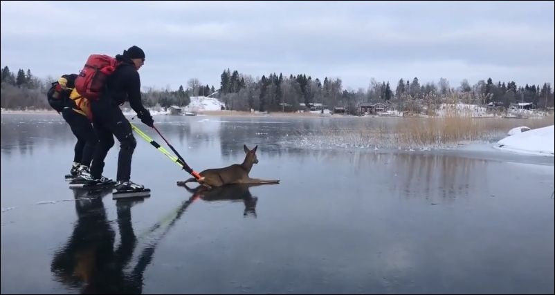 Спасение олененка, который застрял на замерзшем озере