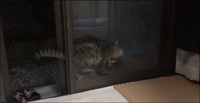 Любопытная кошка застряла в раздвижной двери