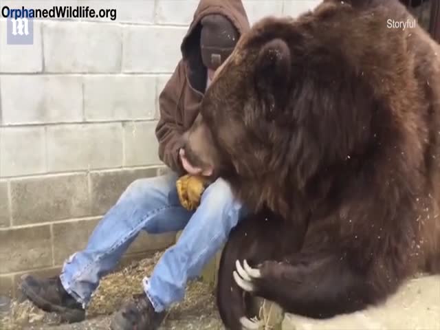 Смотритель зоопарка утешает 600-килограммового медведя