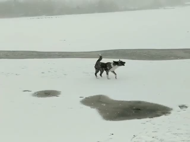 Девушка спасает собаку из ледяной воды