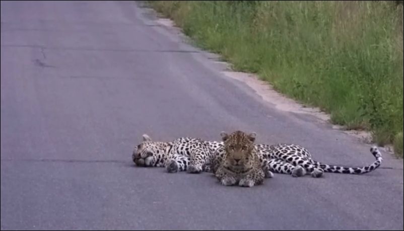 Леопард быстро успокоил свою подругу