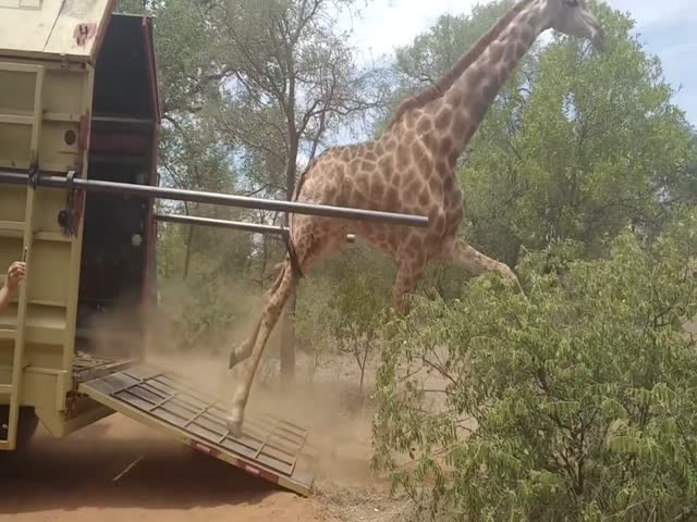 Неуклюжих жирафов выпускают на волю