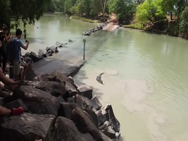 Крокодил нагло отобрал у рыбака пойманную рыбу