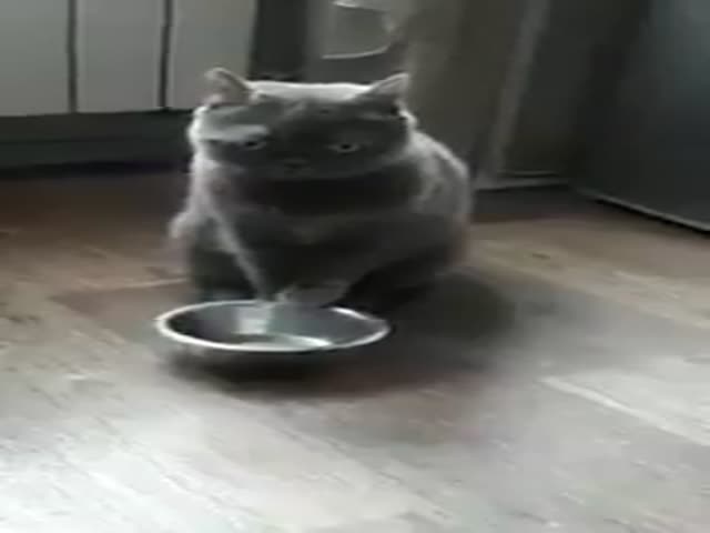 Серьезный кот требует еду довольно необычным способом