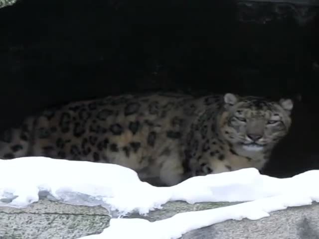 Мяукающий снежный барс в Московском зоопарке