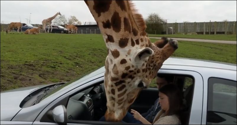 Девушка неудачно попыталась закрыть окно, спасаясь от жирафа