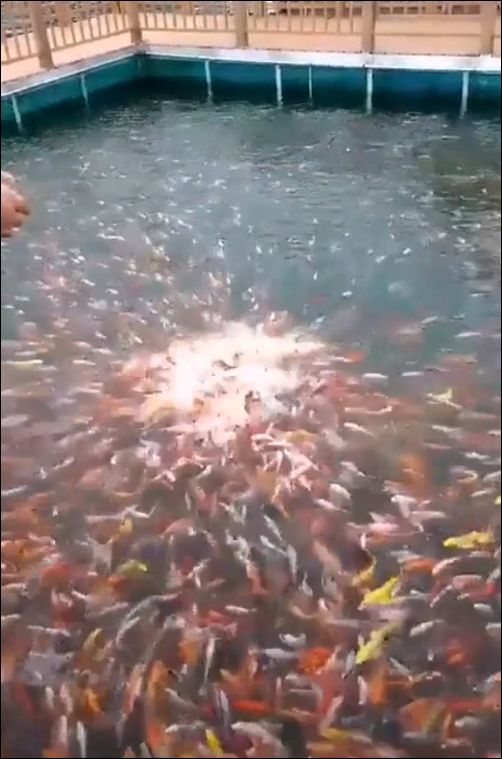 Эффектное кормление золотых рыбок