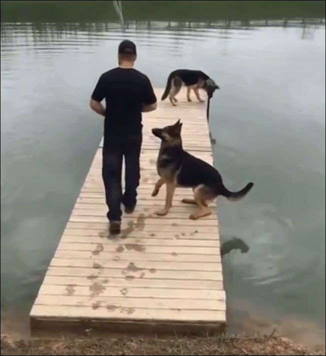 Неуклюжий пес дважды упал в воду