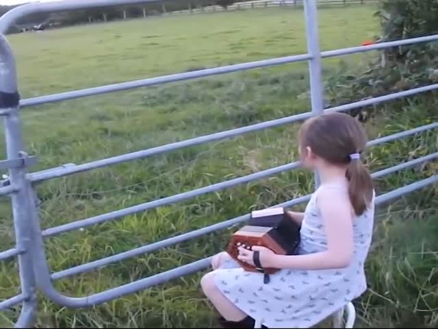 Необычные слушатели музыки в исполнении маленькой девочки